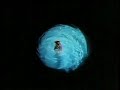 esther williams ricardo montalban swim sequence