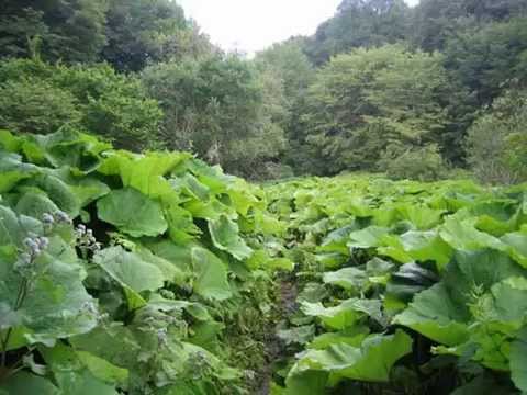 Видео: Травы для мужского здоровья