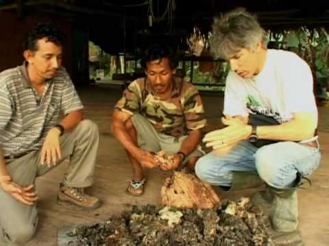 how to harvest resin