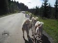 Team Tinka's på barmarkstrening blant mange sauer.Training greenland dogs between a lot of sheeps.
