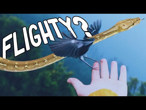 YouTube reptile video