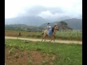 Just for Laughs-Godfrey-Horse.mpg Just for Laughs-Godfrey-Horse.mpg