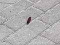 videos de Wild Caterpillar Escapes ZOOZ!