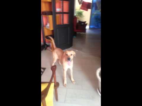 boerbull