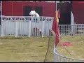 Pig races at the Idaho State Fair