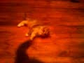 Wilo and Whisp Our Kittens