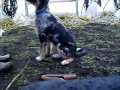 Good Working Dog
