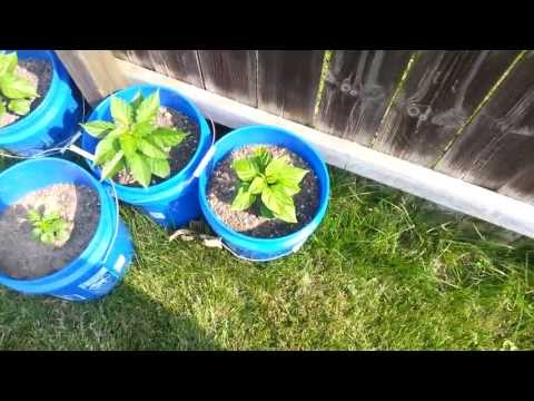 video-linktoworks-Gardening with gypsum *UPDATE*