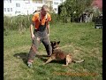 DRESAJ DOGMASTER (malinois atac pe costum 2)