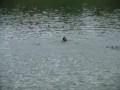 Peixes do Aur�lio