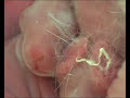 Parto de conejos, rabbit birth