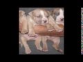 UKC-s-MW-Tito-APBT-s