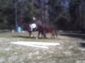 Dartmoor pony for sale: $1500 8-yr-old mare going walk/trot