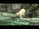 puiul de urs polar la gradina zoo schonbrun
