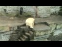 puiul de urs polar la gradina zoo schonbrun