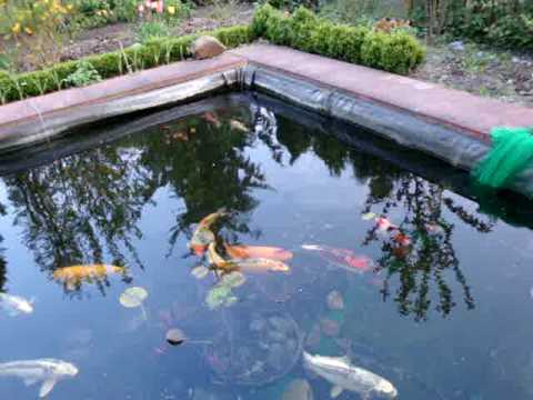 Koi Karpfen im Gartenteich #1