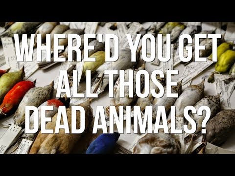 Where'd you get all those dead animals