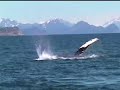 Humpback Whales Playing - Kenai Fjords National Park