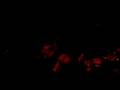 Og�n SANLISOY-Sana Dedim{ANK_Sanatolia}www.ogunsanlisoy.info