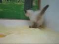 ぬいぐるみのようにフワフワした被毛とブルーの瞳が愛らしいねこちゃんです。