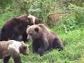 Bears of Camp Island Kodiak Alaska