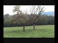 Swiss Jodel Quartett Swiss Jodel Quartett
