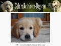 Golden Retriever Puppy Training - Careful what You Teach! Golden Retriever Puppy Training - Careful what You Teach!