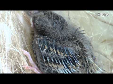 canario - Desarrollo de un pichón de Canario de Canto Español Discontinuo.
