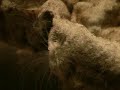 Sagartia time lapse moving on rock