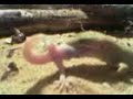 lagartija cenicienta vs lagartija comun 3