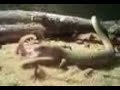 lagartija cenicienta vs lagartija comun 3