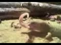 lagartija cenicienta vs lagartija comun 3
