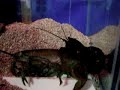 Lobster Shedding Lobster Shedding