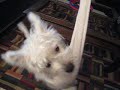 Jenna the Westie playing with her sock toy.