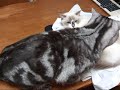 ?????????(=^?^=)?The scramble of the uniform