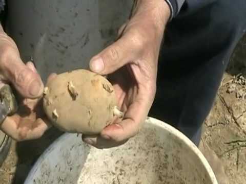 how to harvest potato seeds