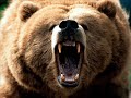 a strange battle between a man and a bear... i make a remix of this battle... it is the first time that i do an other type of video that hockey... enjoy