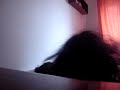 O espancamento de Joana Azevedo