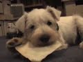 Puppy Time!