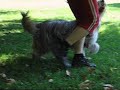 Daze and various obedience tricks