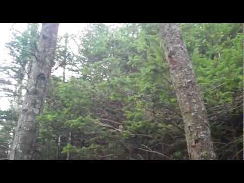 how to transplant reindeer moss