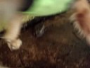 la perrita del hotel los casta�os en santa elena de uairen