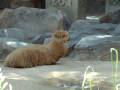 videos de secret garden