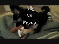 Holly VS Puppy