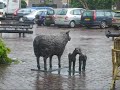 Wind en Regen in Schagen Wind en Regen in Schagen