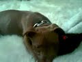 Pit Bull Red Nose Puppy Dog