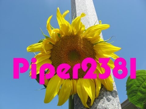 how to harvest sunflower seeds commercially