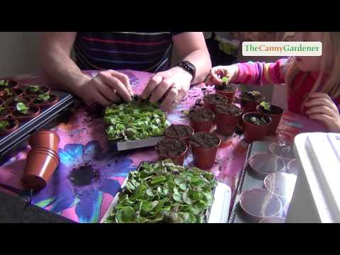 how to transplant snow on the mountain plant