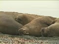 Episode 2 Svalbard