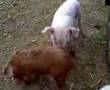 happy pigs playing outdoors and falling over